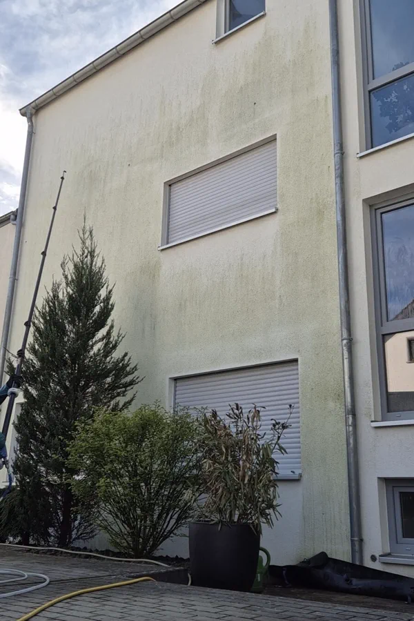Giebelwand mit flächigem grünem Algenbewuchs vor der Reinigung